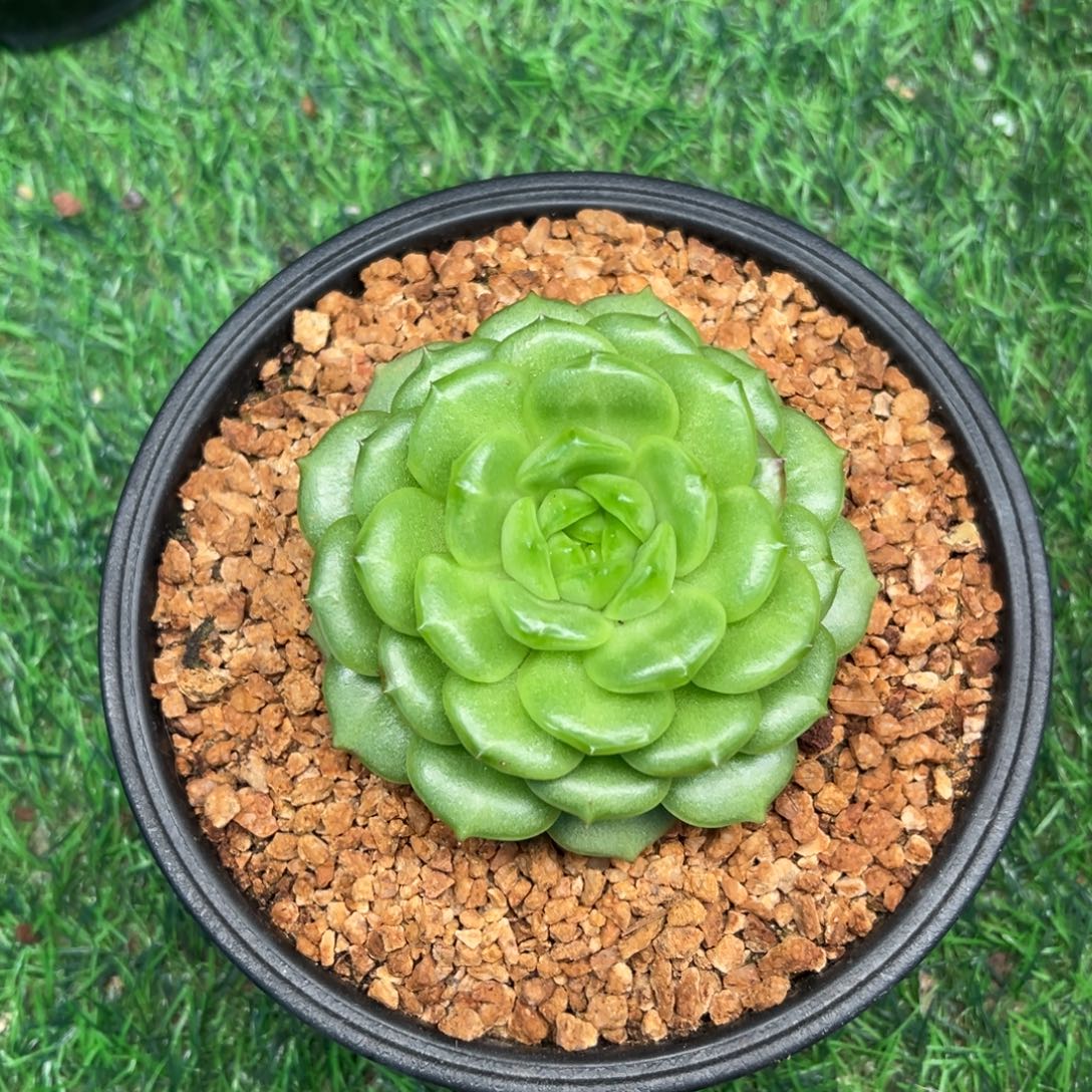 灯泡珍妮，单头一物一拍