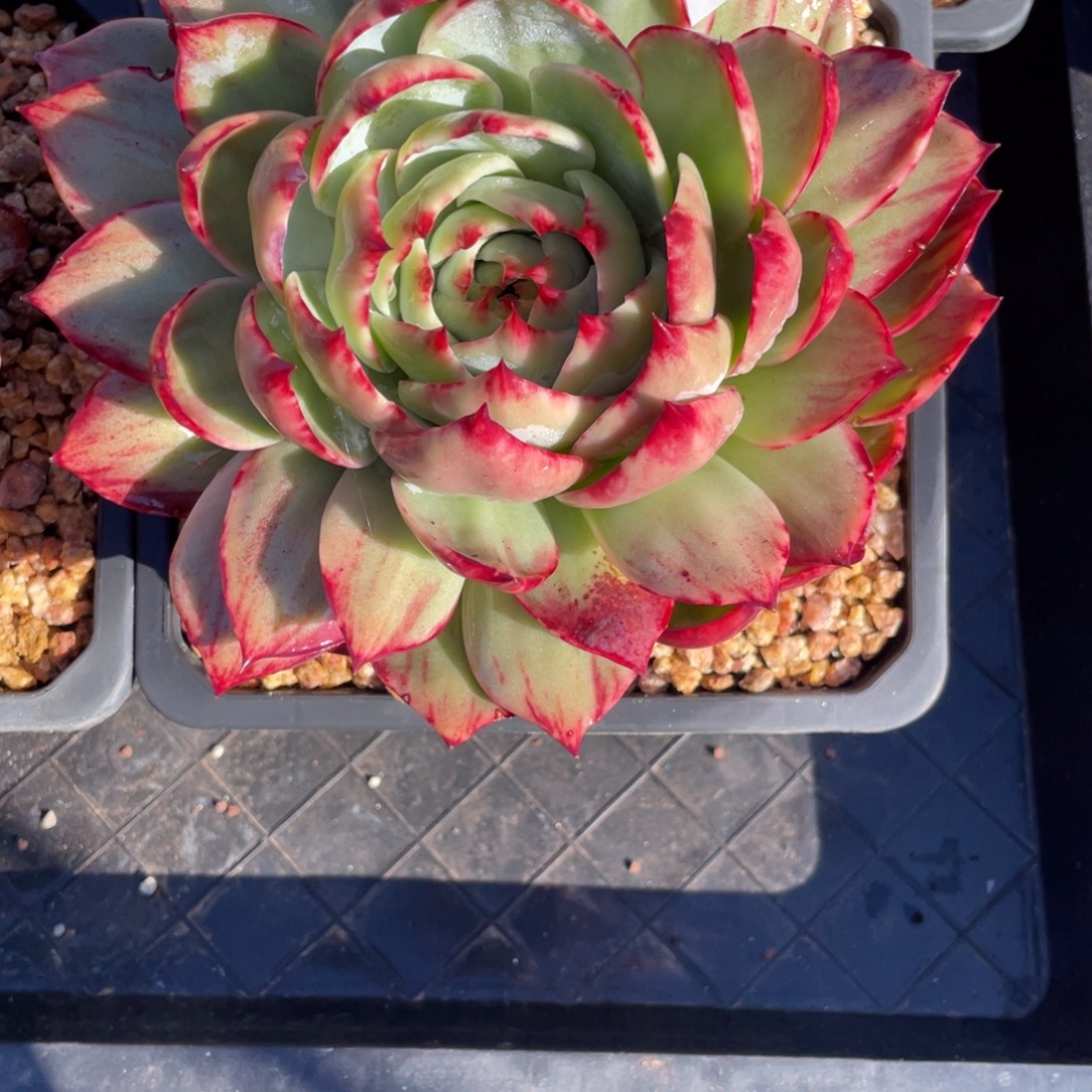 S***x惊鸿仙子一物一拍