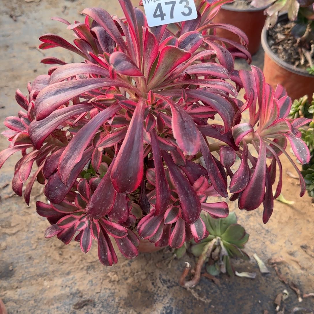 香奶奶多肉473满28包邮断枝不包