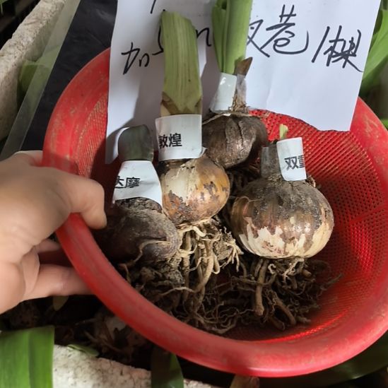 当前无花栽培后可以开花09种球组合