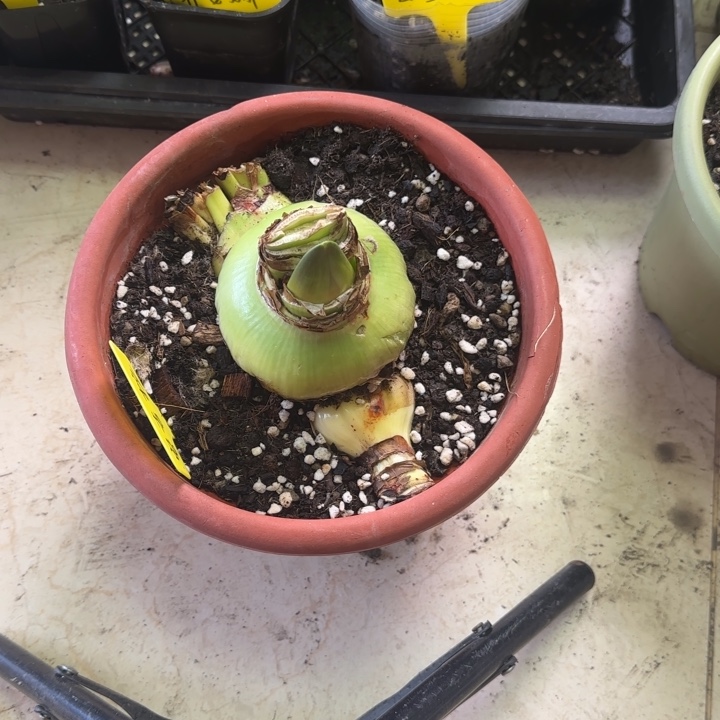 无花朵安吉拉主球8+带两侧，带花剑