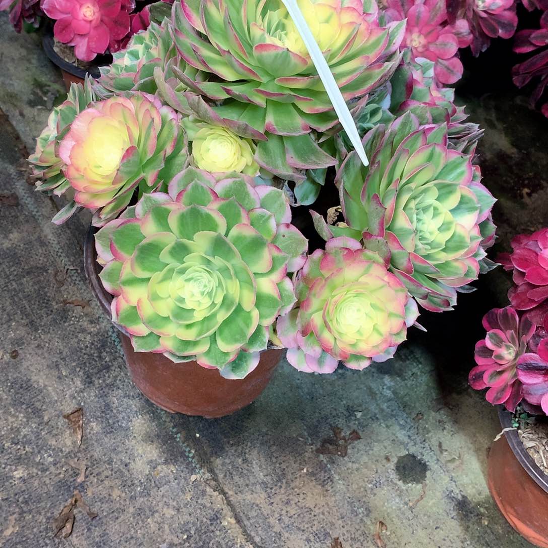 多肉多肉多肉多肉163