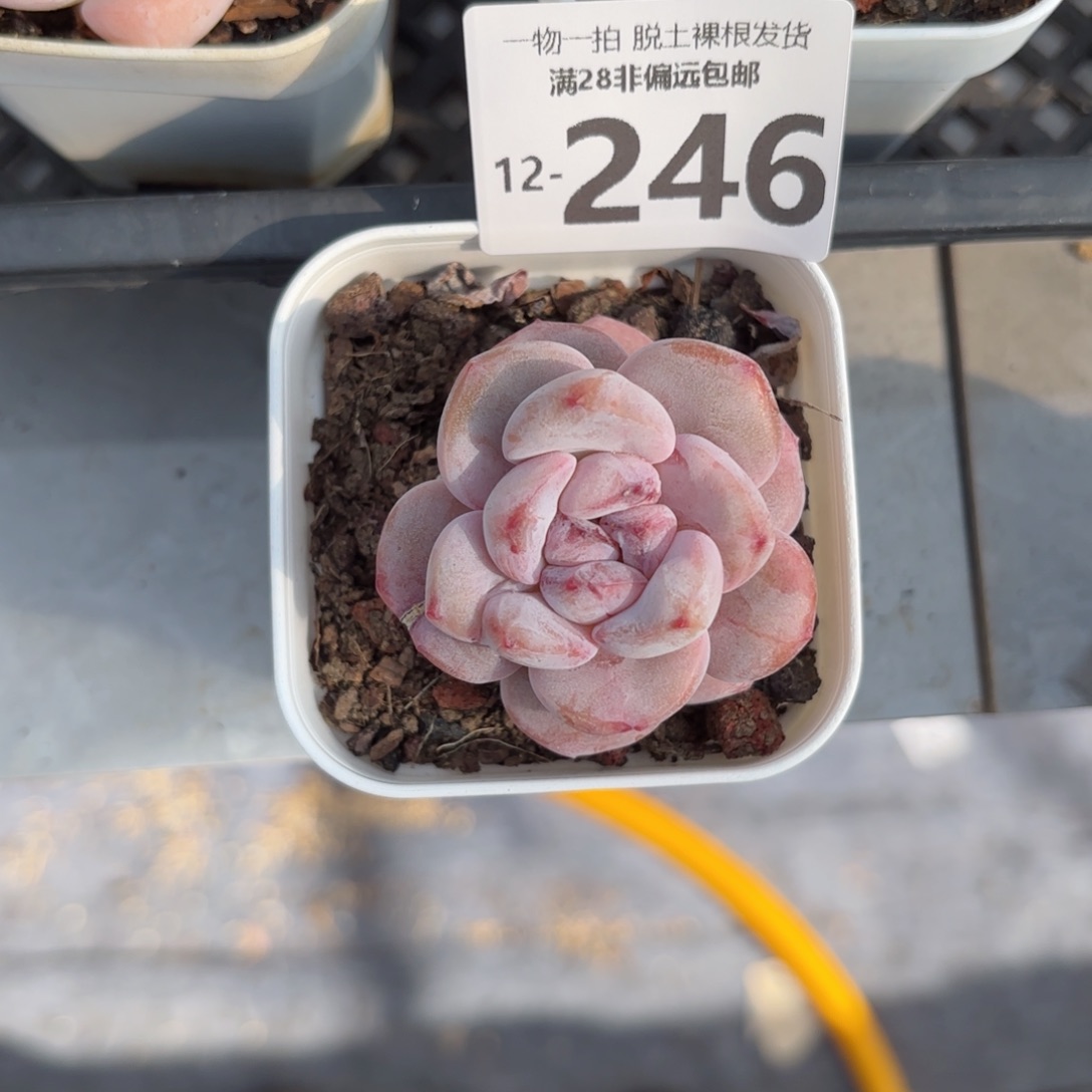 星星雪多肉多肉多肉