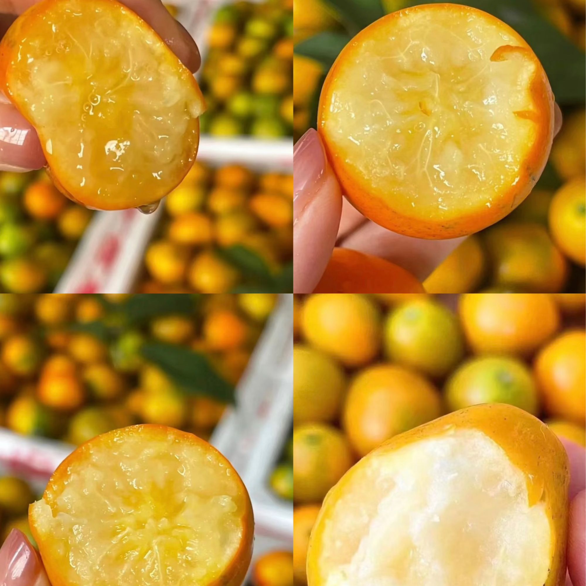 脆蜜金柑当季水果新鲜水果云南省