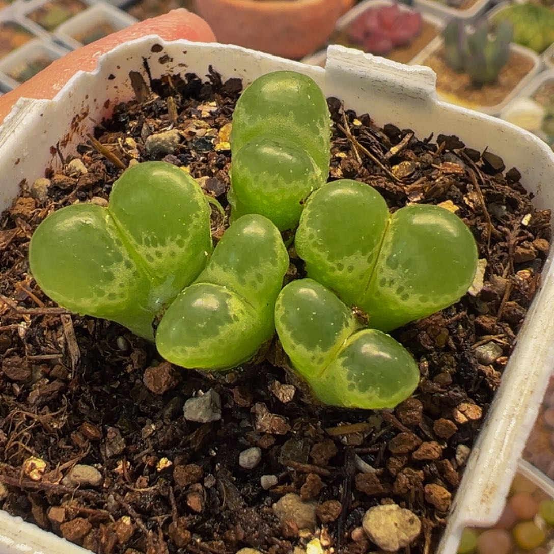 012多肉植物种类和
