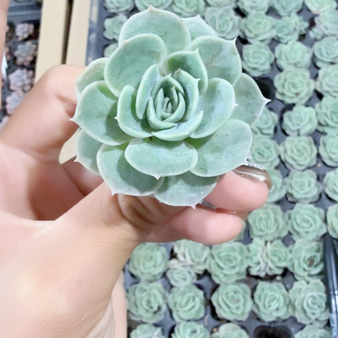 新品 昂斯诺穴苗4颗一组