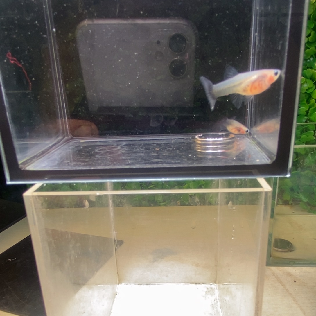 孔雀鱼蓝礼服玻璃猫一对