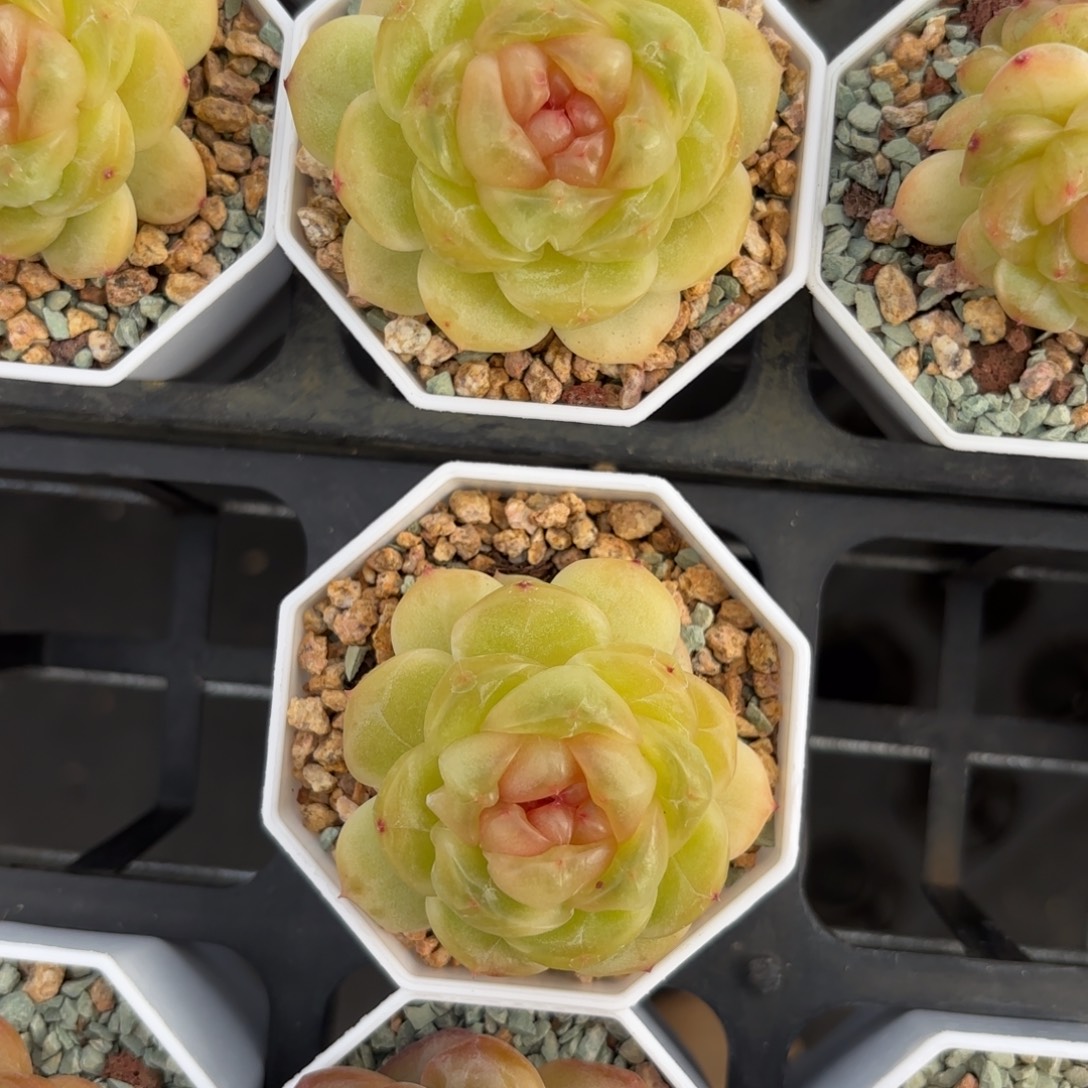 薄糖珍妮两颗带盆土