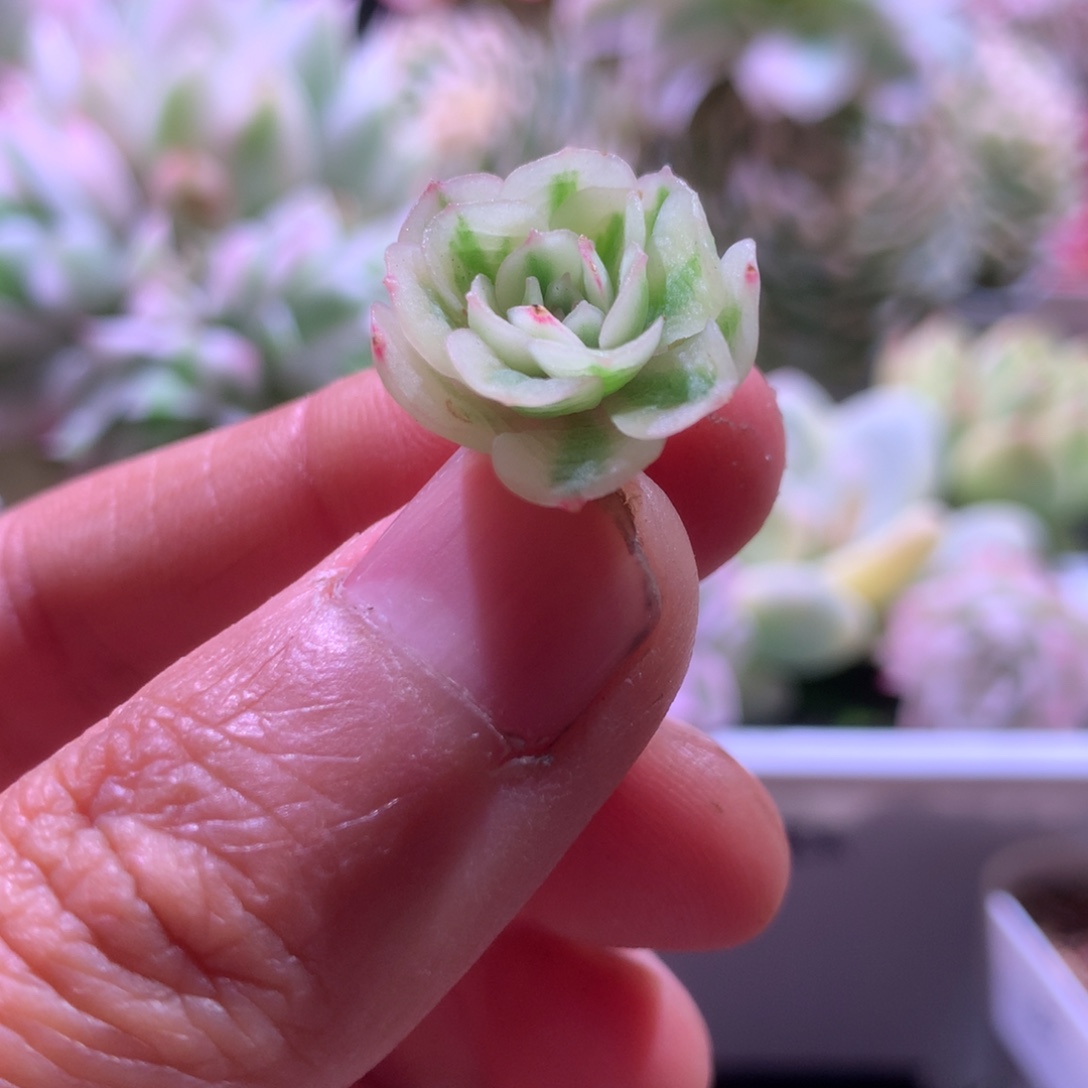 梦幻玫瑰白覆轮锦小桩子有根