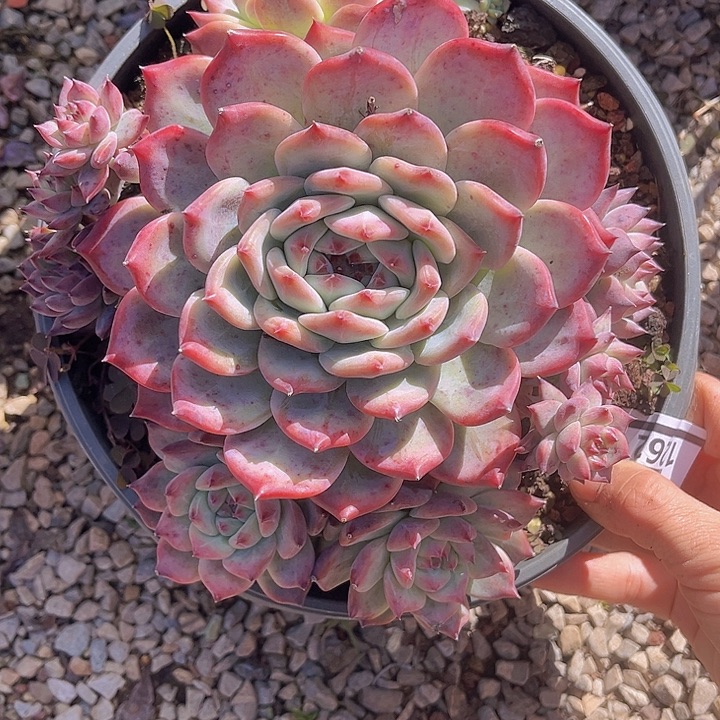 原始卡罗拉1262多肉植物