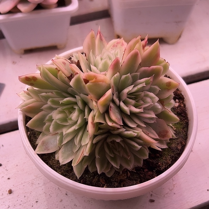 紫蝴蝶锦群多肉植物