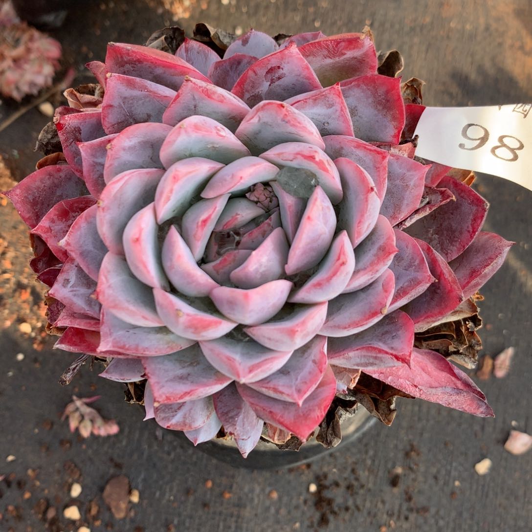 98杂交多肉老桩美肉