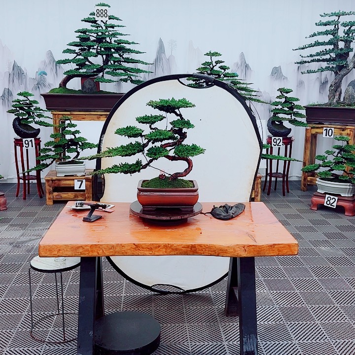 无花朵松柏盆景一物一拍