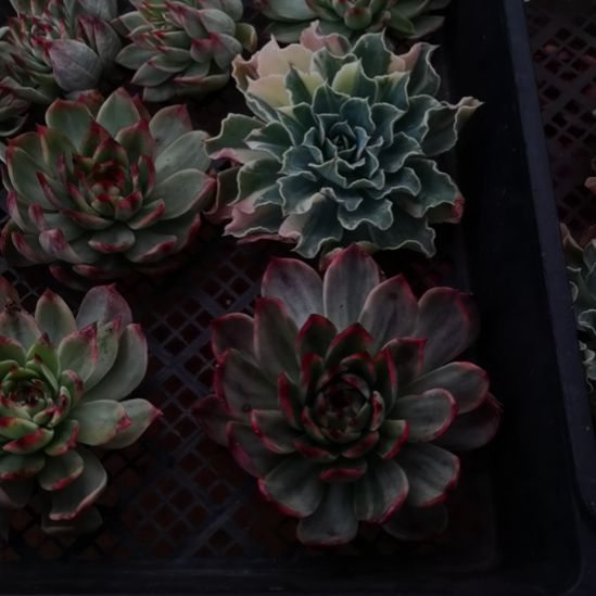 海啸极上斑超白+桃花锦