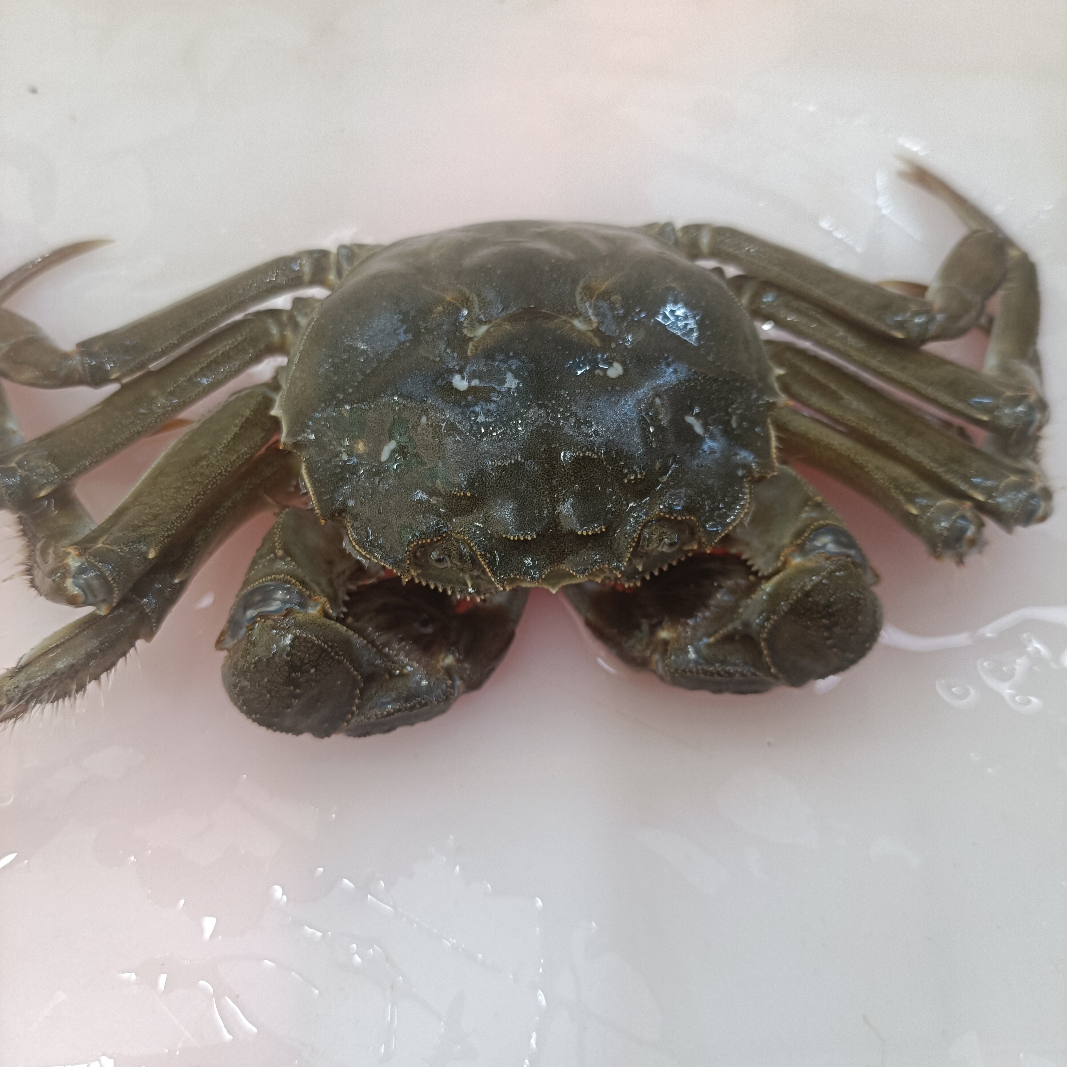 精品蟹可做香辣蟹一只