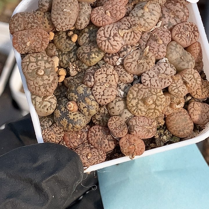 桃喜花园0208-6勋章切糕