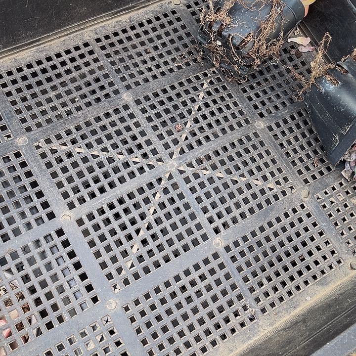凉***风50号筐带盆土发货