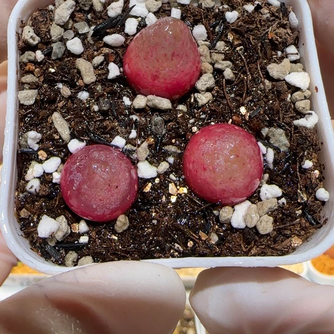 肉锥多肉植物百科3-灯泡一盆157