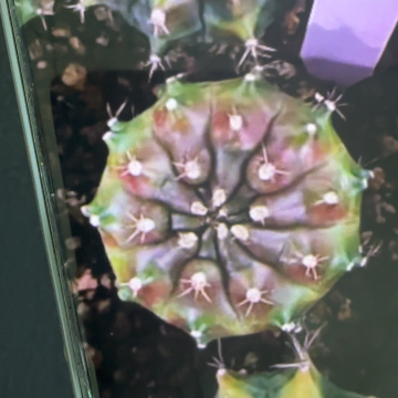 97-0225泰国发货多肉