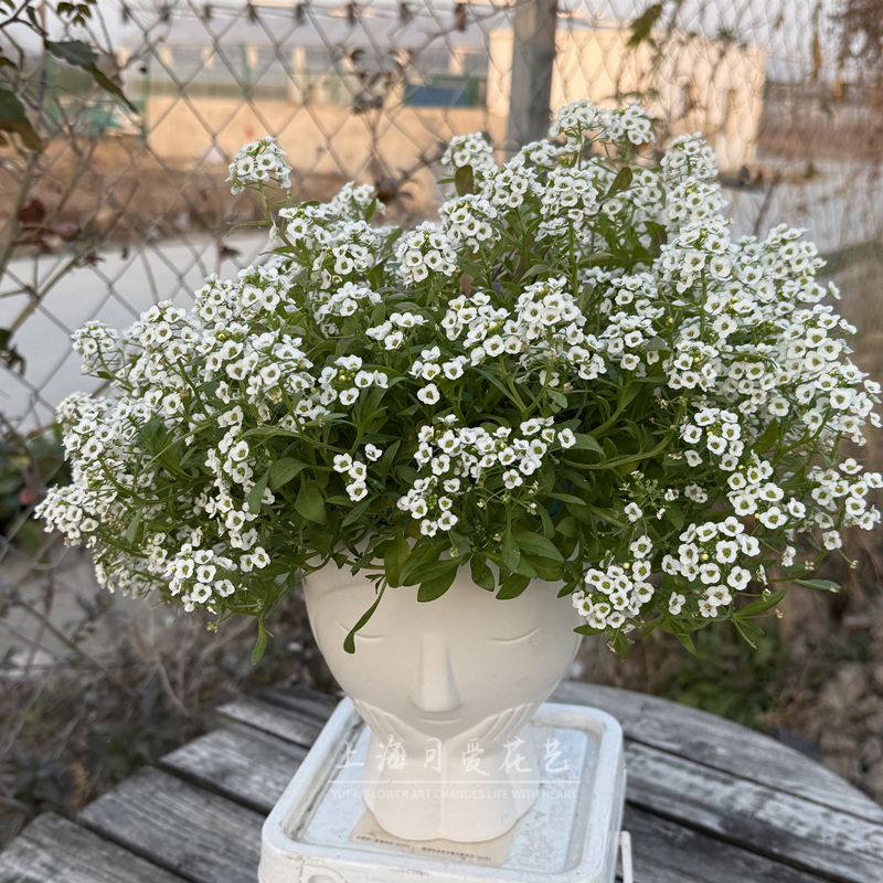 香雪球盆栽耐寒易爆盆庭院阳台芳香花卉多年生垂吊植物花期长