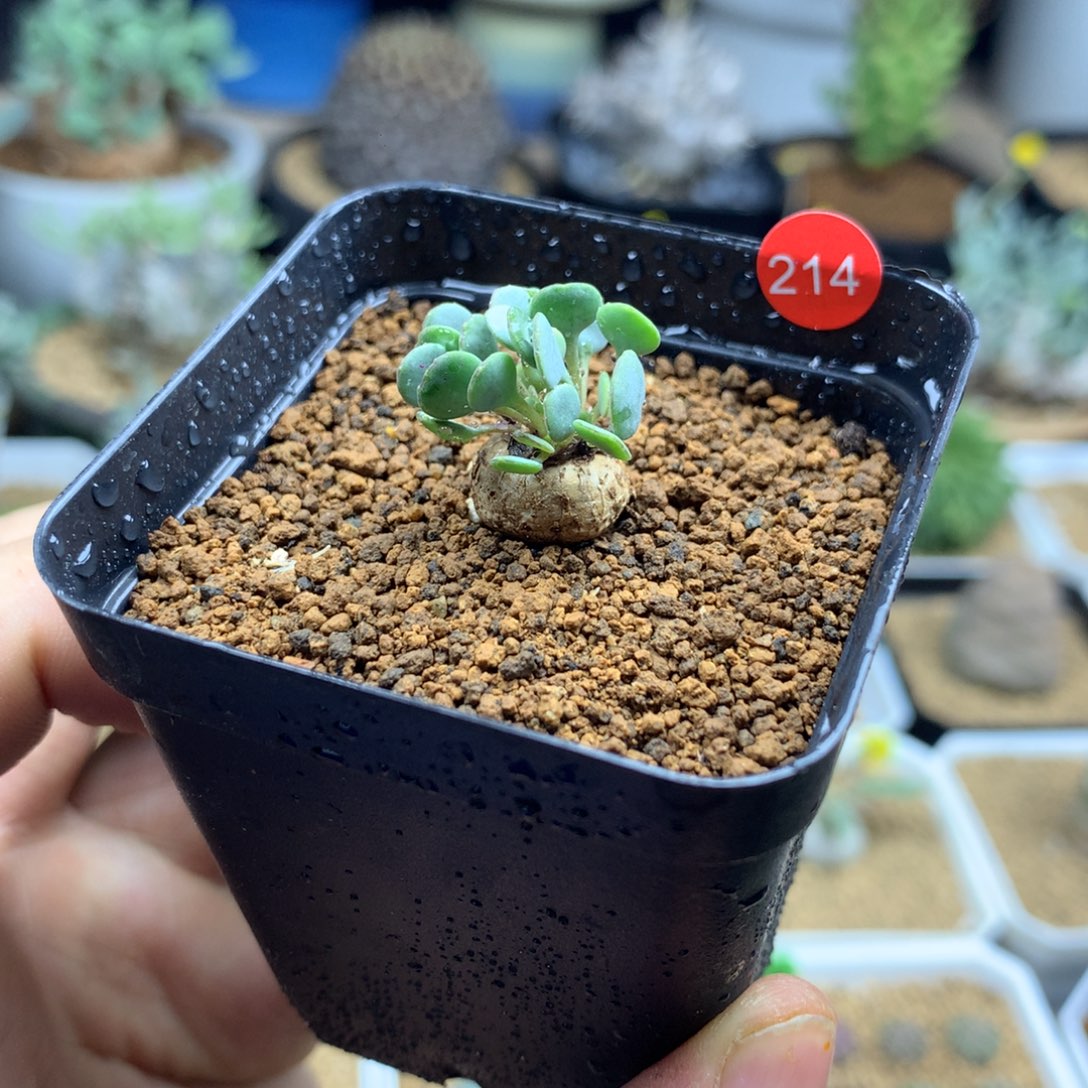 熔岩格加厚敦菊母本多肉带盆