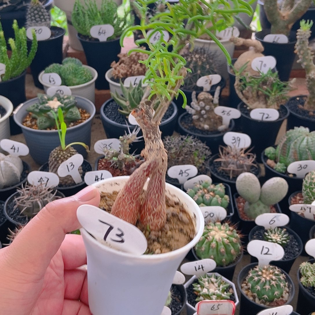 雷斯木之一物一拍