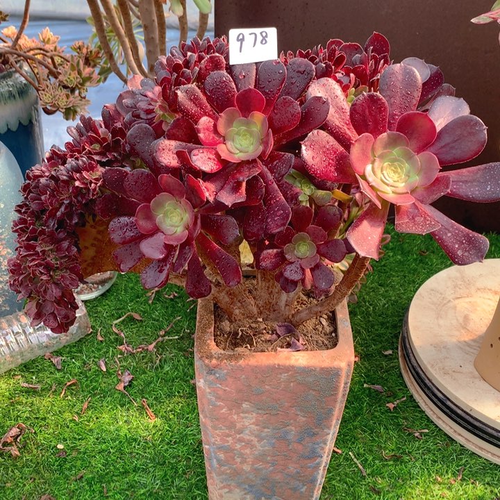 978欧紫缀化精品法师多肉