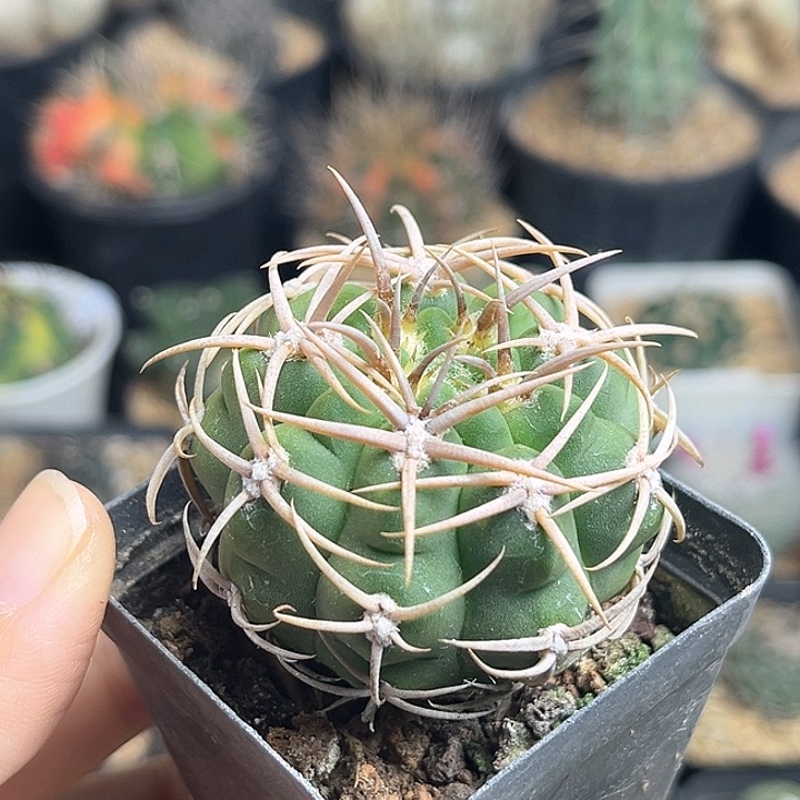 碧岩玉实生球一颗一物一拍4.6公分