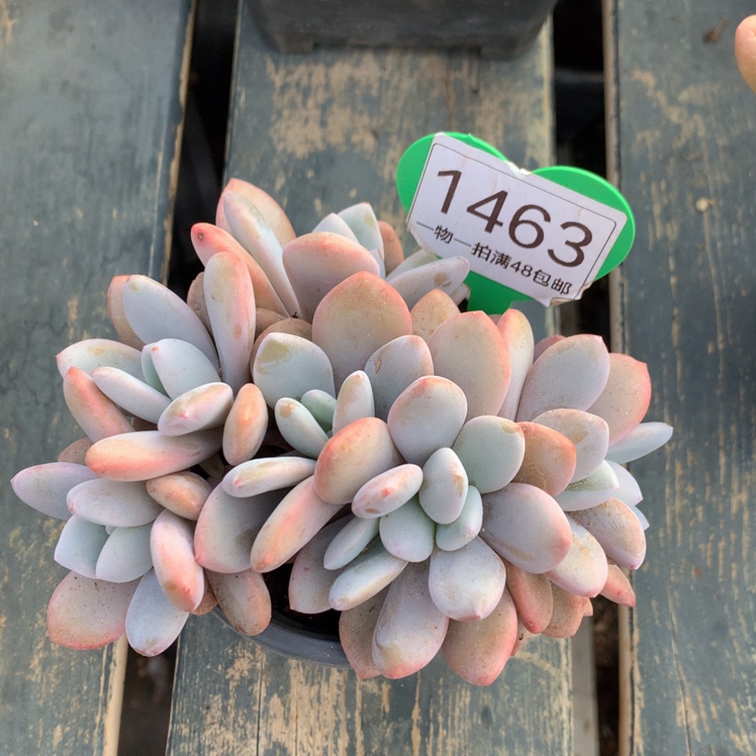 粉兔朵朵无砍平头1463