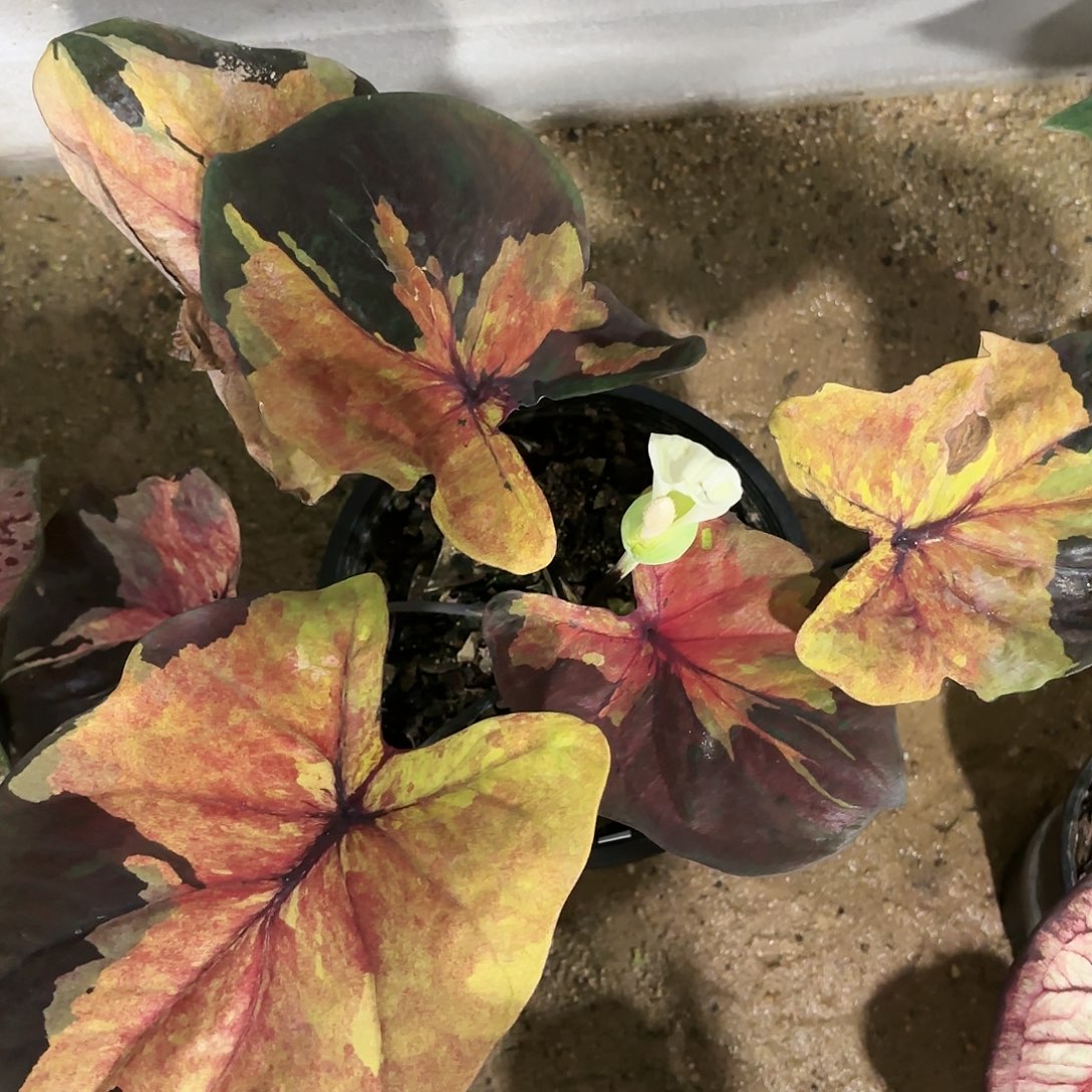 906-0116落日彩叶芋泰国发货