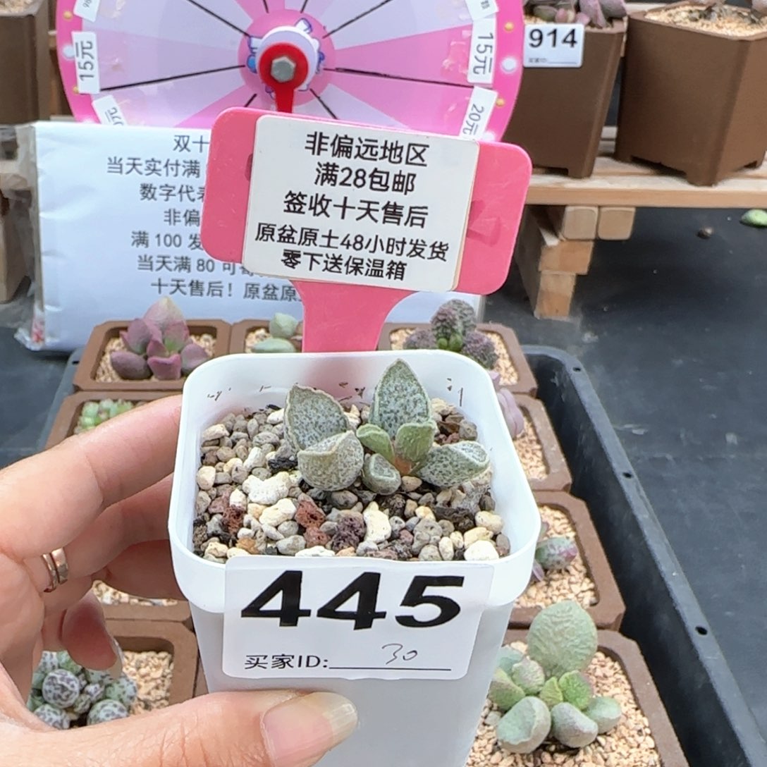 冰***酱445七号大波浪多肉植物
