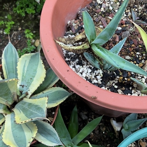 西瓜纹无锦龙舌兰植物