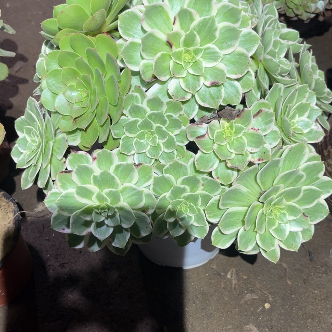 水蜜桃多肉法师528号