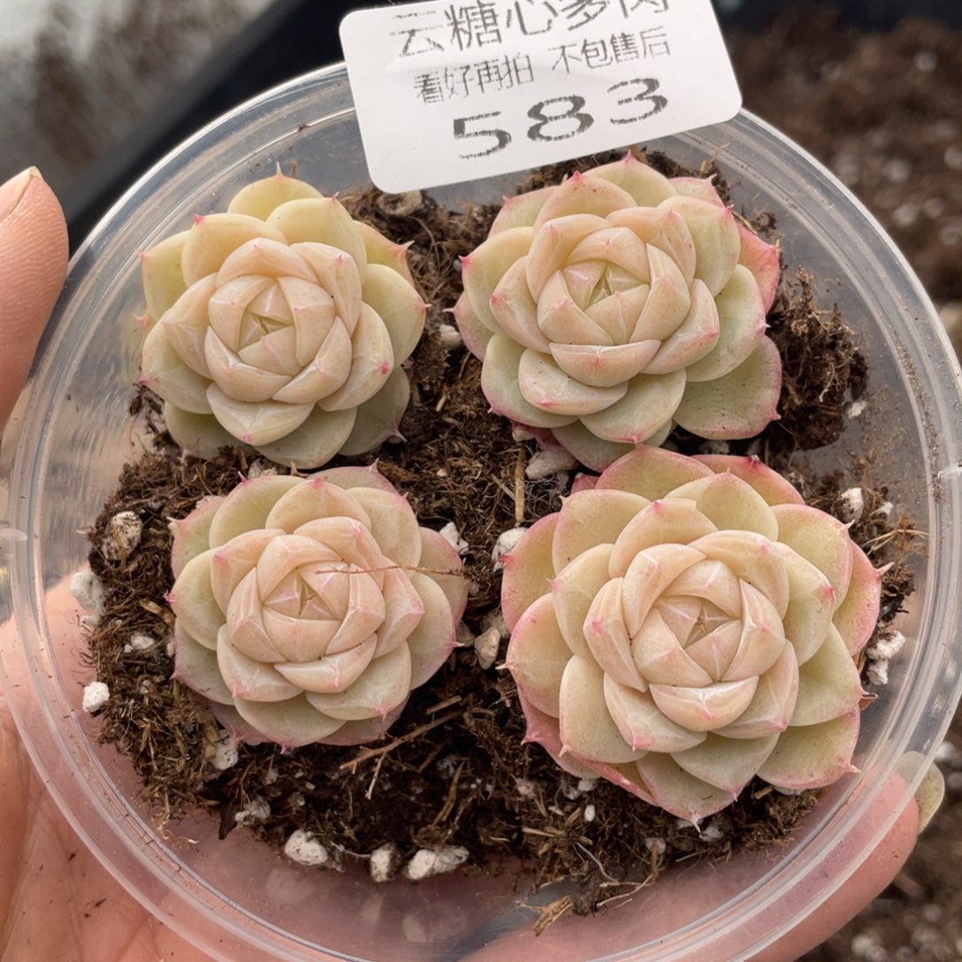 云糖心多肉植物583