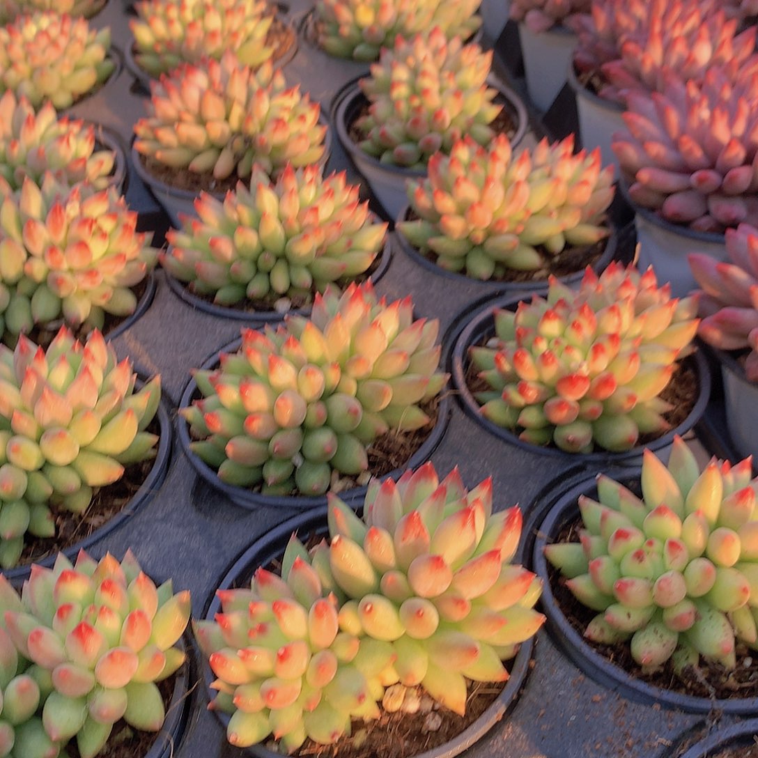 双头黄体虞美人35567889999