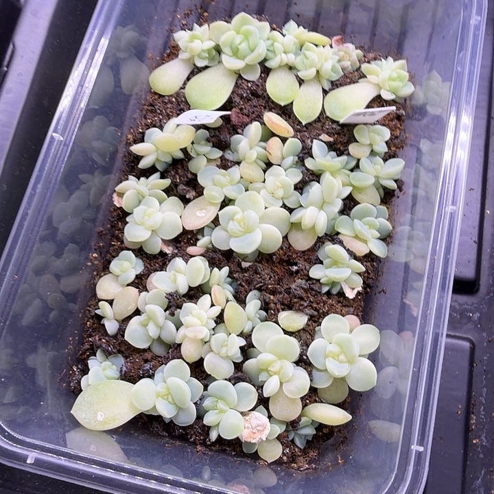 薄荷糖随机单头一颗