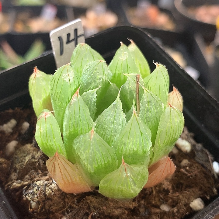 14号玉露一物一拍带盆土