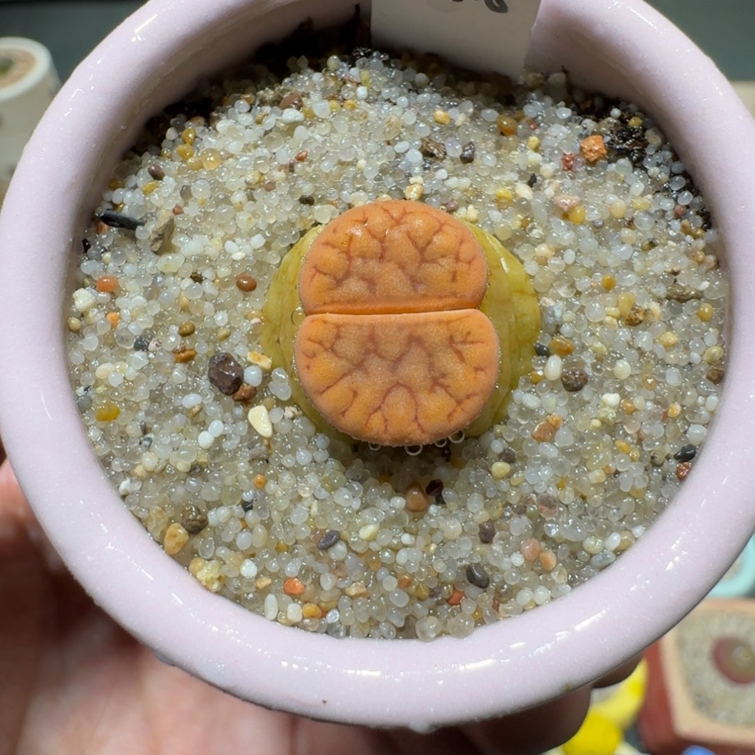 红陶蘑菇1248拿tie