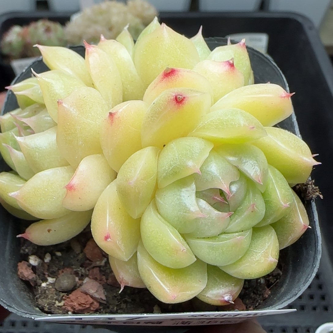 0124-137麦秆包子