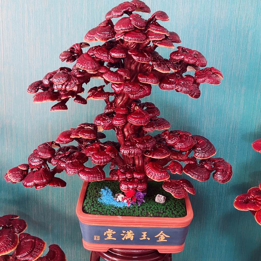 【闪购商品】全部花朵
