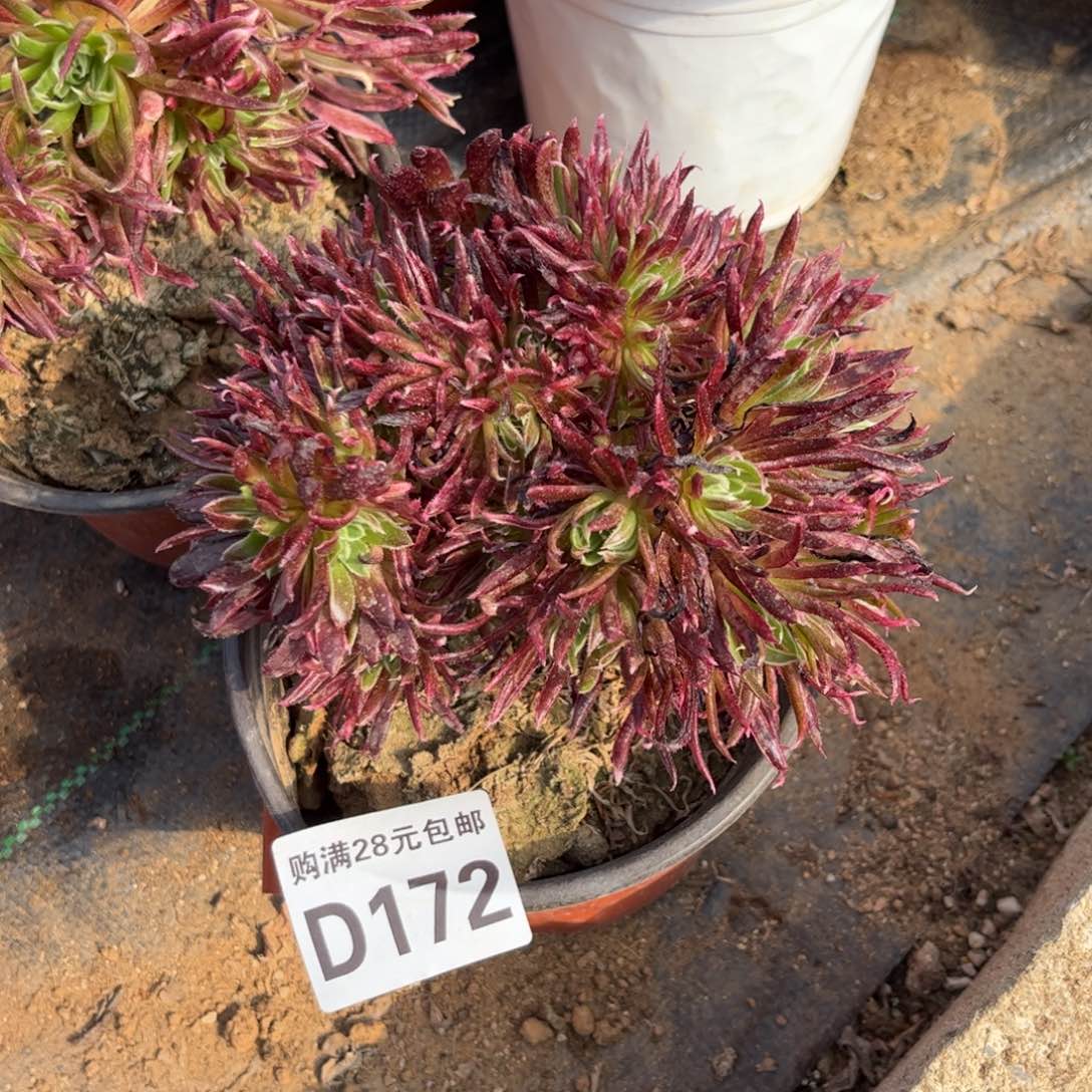172多肉植物金丝菊朵朵缀