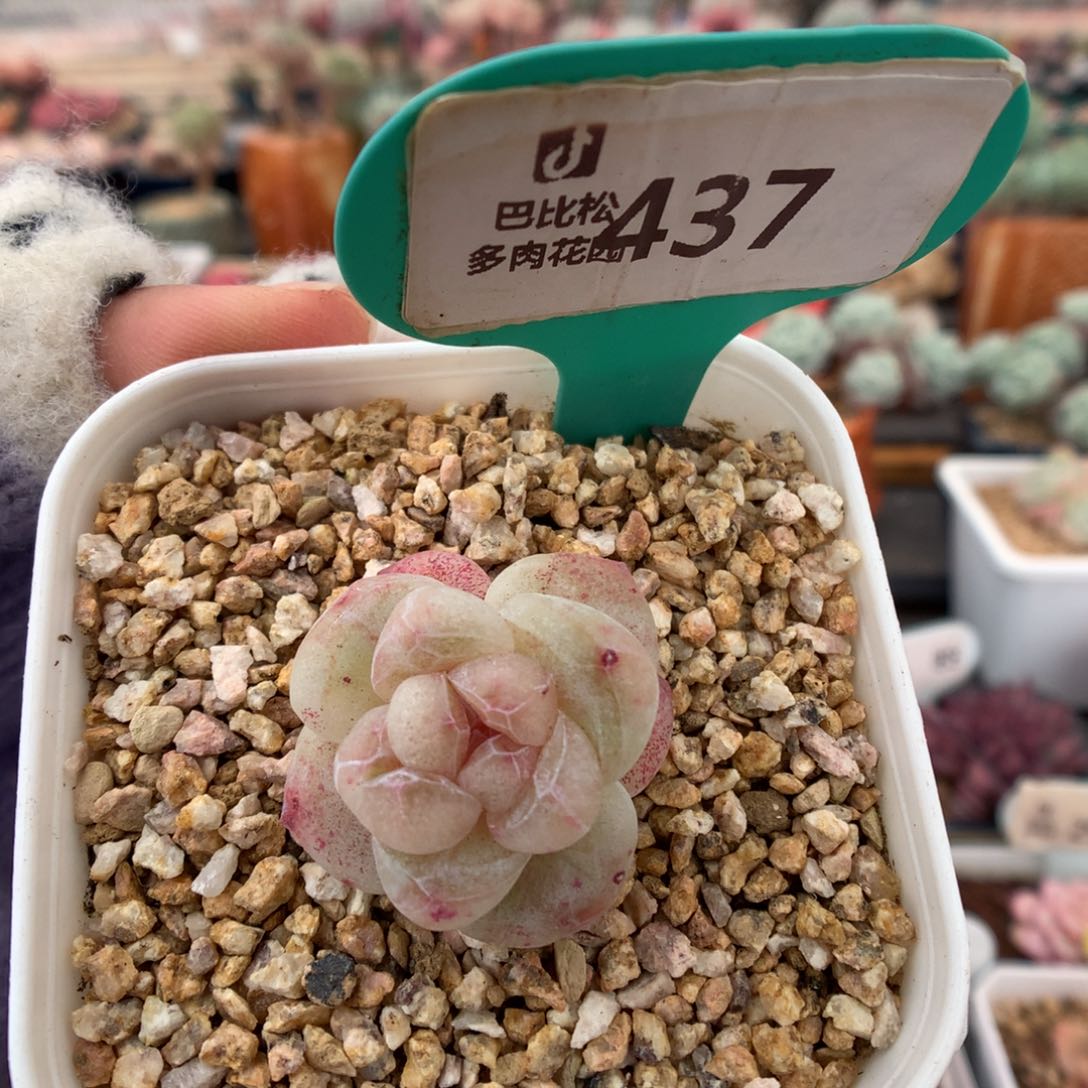 437冰玉石化多肉植物