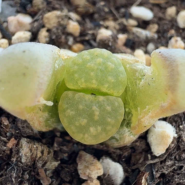 老马生石花磁铁2307