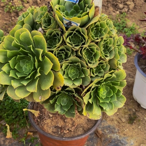 绿玫瑰有断特价不售后329多肉