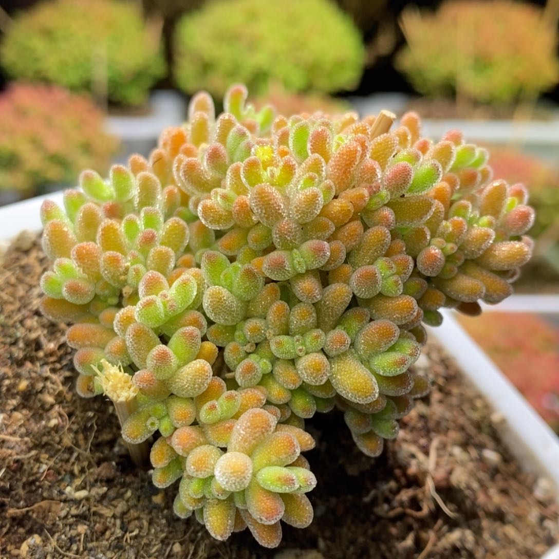 冰晶D793造型桩枝干番杏