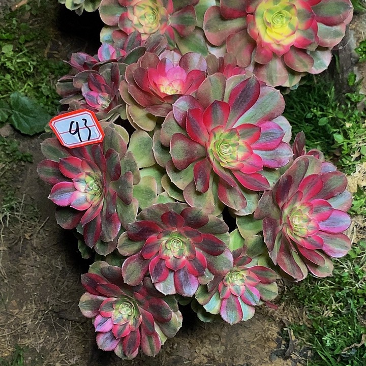 半糖多头法师93号