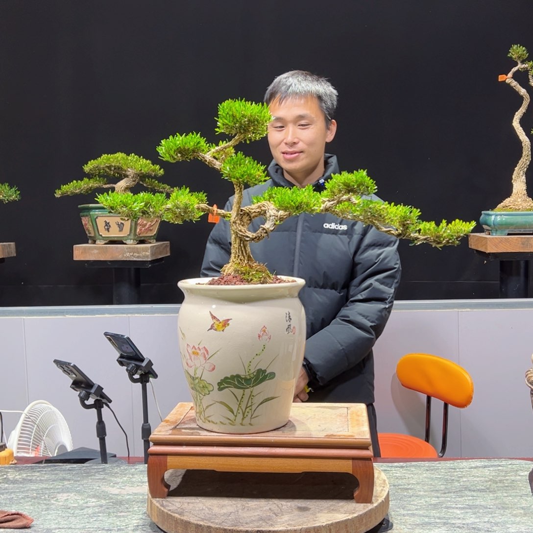 绿植黄杨盆景盆景