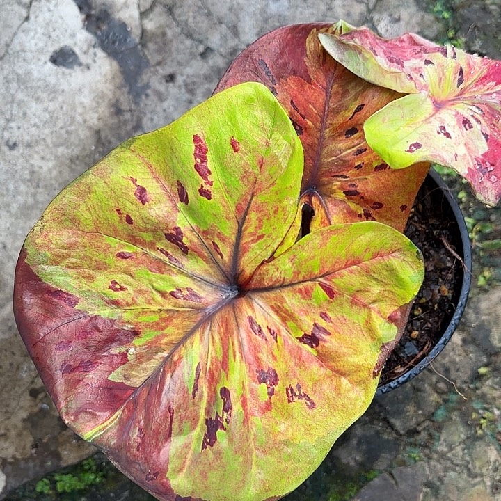 26-1208月光广东现货