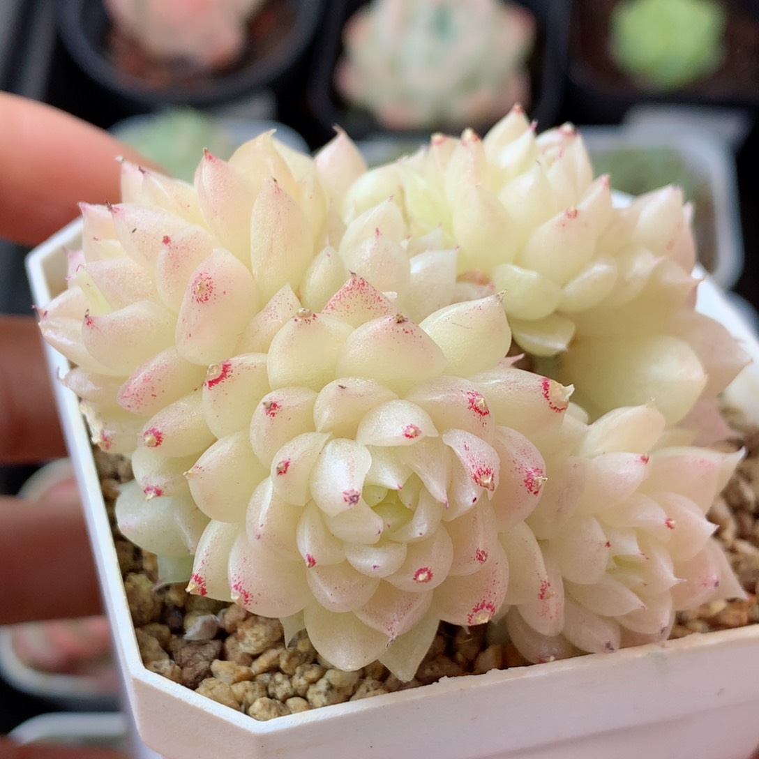 16麦秆群58包邮  群生不包整