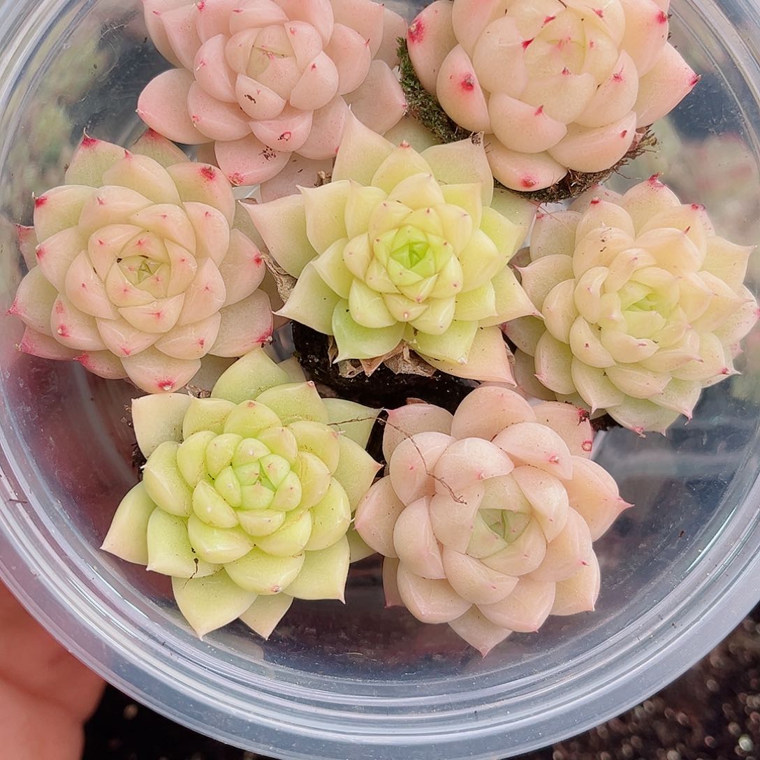 1-143 新疆西藏内蒙不发12.8包邮2-3公分多肉